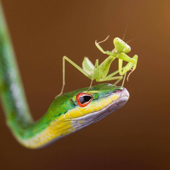 Meet your Posher, Patsy - Picture 1 of 1